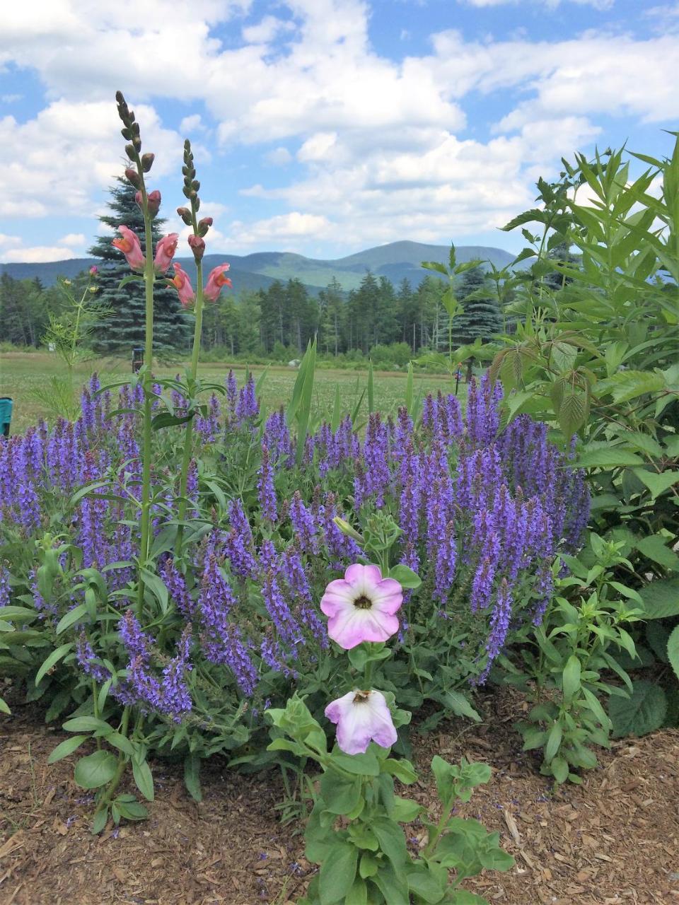 Robert Frost Mountain Cabins มิดเดิลแบรี ภายนอก รูปภาพ
